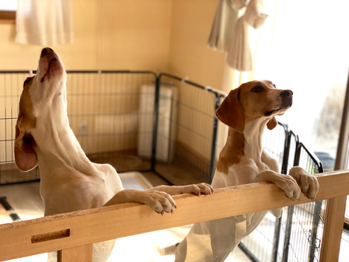 Two,Dogs,Standing,Up,In,A,Cage