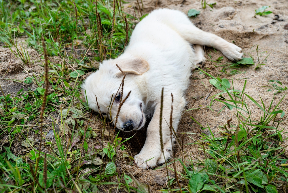 A,Male,Golden,Retriever,Puppy,Is,Digging,A,Hole,In