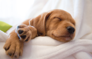 Why puppies need naps to grow. How much sleep do puppies need?