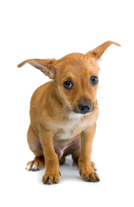 Find out what to do when your puppy is afraid.