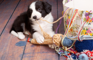 Puppy raising: the reality vs. expectations can be overwhelming. Taking care of a puppy can feel stressful at times.