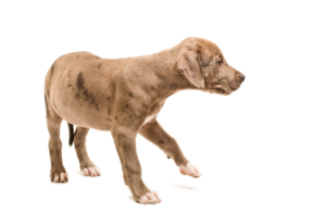 Learn how to tell if your puppy is nervous or scared