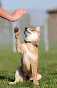 Use trick training as one of the ways to exercise your puppy after surgery.

Trick training is a low impact exercise for puppies who are on exercise restriction.