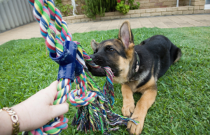 Puppy happily engaged in a spirited game of tug-of-war with a vibrant rope toy, showcasing the joy and bonding of interactive play. Join the fun and debunk the myth: Will playing tug make my puppy aggressive?