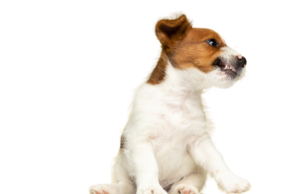 Anxious puppy with a tense posture and growling, expressing fear or anxiety in a stressful situation. Understanding puppy growling and why it's not a bad thing.