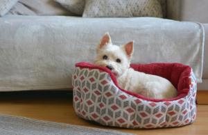 A puppy peacefully resting in her bed, illustrating the process of how to teach your puppy to relax for a harmonious bond - learn how-to guide for puppy relaxation training.