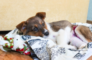 Overwhelmed puppy parents seeking guidance on why puppies have a hard time settling down. Learn how to teach your puppy to relax and turn the chaos to calm.