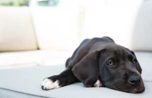 "What to do when a puppy won't calm down?" and "How to calm a puppy down when hyper?" Expert tips and techniques to guide puppy parents in fostering relaxation and soothing hyperactive behavior for a harmonious bond.