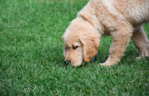 A puppy engaging in canine enrichment by sniffing the grass. Know how much activity a puppy needs each day.