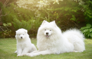 Two growing samoyed puppies laying on the grass. When does your puppy reach maturity? These puppies are at different developmental stages. Sexual maturity in puppies can start as early as 6 months.