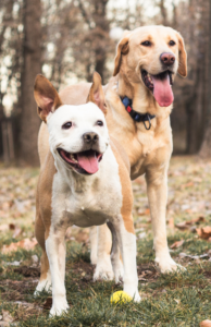 Two adolescent puppies standing next to each other, showcasing their social maturity. Learn at what age your puppy reaches social maturity.