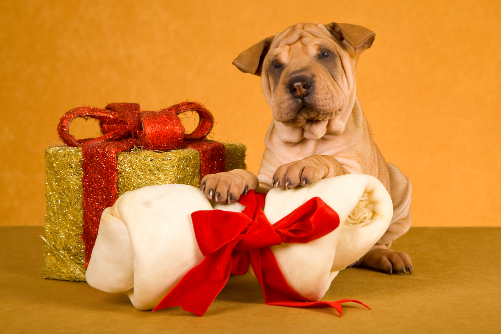 Cute,Sharpei,Puppy,With,Christmas,Gift,And,Large,Bone