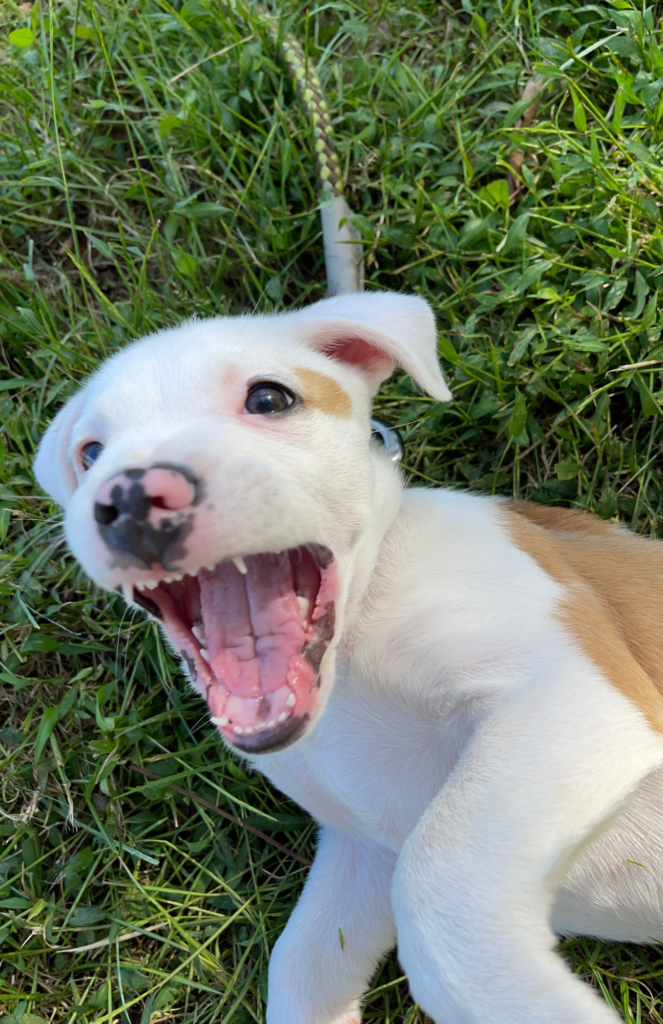 Why Is My puppy STILL Biting? PupScouts of Hunterdon