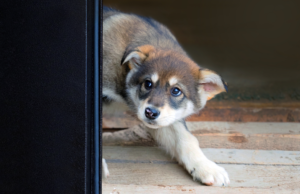 what should you do if your puppy is afraid of something?