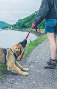Why is my teenage puppy acting up? Learn how to handle your teenage puppy.
Understanding the Teenage Puppy Brain: What to Expect and How to Handle it