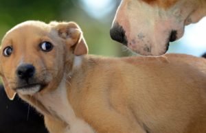 Understanding your puppy's thoughts: you don't have to be a mindreader. Learn how to tell if your puppy is scared.