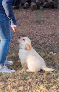 work at your puppy's level when training. Distractions will interfere  with puppy training. How Distractions Impact Your Puppy’s Learning and Training.