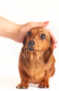 Learn dog body language. How can you tell if your puppy is anxious or scarred.