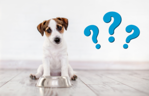 Know when to switch your puppy to adult food. Get tips on how to transition your puppy from puppy food to adult dog food.