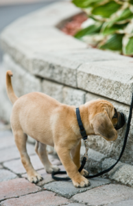 puppy distracted by sniffing. Puppies have short attention spans and are easily distracted.
How Distractions Impact Your Puppy’s Learning and Training