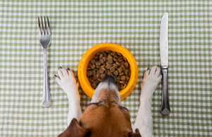 Learn how and when'd to switch your puppy to adult food.
Avoid stomach upset when transitioning your puppy to adult dog food.