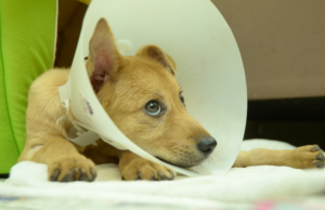 ways to exercise your puppy after surgery find out ways to keep your puppy calm after spay or neuter