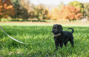Puppy on a loose leash, a testament to the time and effort invested in teaching polite leash walking. Discover the rewards of patient training for a well-behaved and enjoyable walking companion.