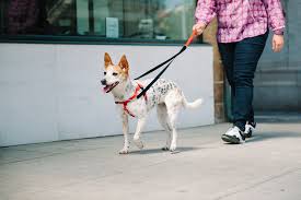 Dog walking gracefully on leash with the help of a 2 Hounds Design Freedom No Pull Harness, demonstrating the benefits of effective equipment for a pleasant and controlled walking experience.