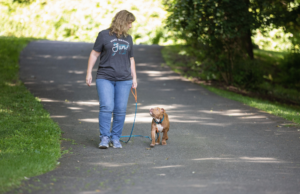 Puppy enjoying a loose leash walk with the aid of a long line, exploring freely without pulling. Discover the benefits of long line training for polite leash walking and get rid of leash walking woes.