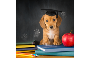 Graduation cap-wearing puppy surrounded by books, representing the journey of training a puppy. Discover how long it takes to train a puppy and the factors influencing their learning process in our comprehensive guide