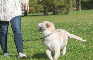 Puppy walking happily beside their owner on a loose leash, demonstrating successful polite leash walking. Learn effective techniques for achieving a stress-free walking experience.