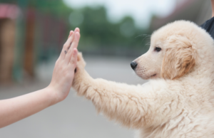 A joyful puppy and her owner. The owner is smiling while extending their hand in a high-five gesture, and the puppy eagerly responds by raising her paw to meet the owner's hand. Both the owner and the puppy exude happiness and contentment, showcasing a strong bond and successful communication during the training process. This image exemplifies the core message of the blog post, emphasizing the significance of effective communication and positive reinforcement in puppy training, as opposed to relying on ineffective "no" commands.
