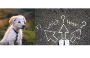 Giving your puppy choices during walks can provide a sense of independence and empowerment, leading to improved confidence and overall well-being. This photo shows a white puppy thoughtfully considering which path to take, as indicated by the "which way" sign with three options. By allowing puppies to make decisions and explore different paths, we can foster their natural curiosity and provide opportunities for mental stimulation and enrichment.