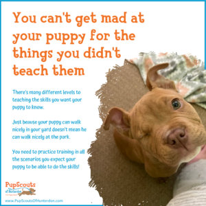 Don't get mad at your puppy for untrained behaviors. Invest time in training.' Discover the importance of patience and consistent training. How long does it take to train a puppy? Explore our comprehensive guide for insights.