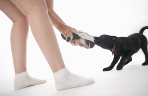 Playful puppy with a stolen sneaker, exhibiting behaviors that make you wonder how to tell if your puppy is dominant. Learn about dog dominance signs, alpha dog behavior, and effective training techniques in this informative blog on understanding your puppy's behavior.