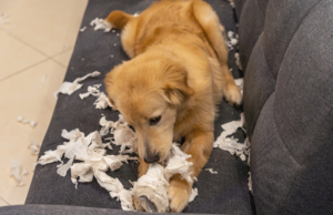 Playful dog enjoying a moment of mischief by chewing on a roll of toilet paper while sitting on a couch. Discover why dogs, even after teething, may engage in chewing behavior and learn effective ways to manage and redirect their chewing tendencies. Understanding and addressing normal puppy chewing habits.