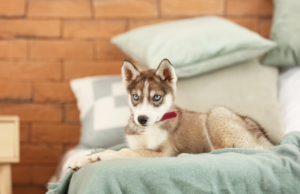 Adorable puppy with a playful expression, demonstrating natural puppy behavior. Learn how to tell if your puppy is dominant and understand the truth about puppy behavior. Discover 10 ways a puppy shows dominance