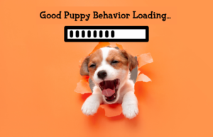 Effective puppy training management techniques: A happy puppy responding positively to training