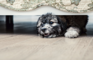 Understanding puppy growling and why it should never be overlooked. Explore how to address your puppy's emotions, create a secure environment, and foster a strong bond.