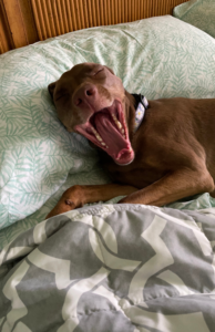 Dog lying on a pillow in bed, appearing to laugh or yawn, debunking the dominance theory and explaining why dogs are not trying to be the alpha in the household. Learn how to tell if your puppy is dominant and gain insights into dog behavior 