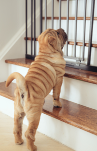 Puppy training management: Using gates to prevent bad behavior and create a safe home environment for your puppy
