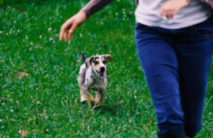 A playful puppy walking happily beside its owner, enjoying their time together. Is it possible for a dog to not be trainable?