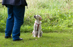A cute and attentive puppy during training, focused on the owner's commands. How do I make my puppy more obedient?