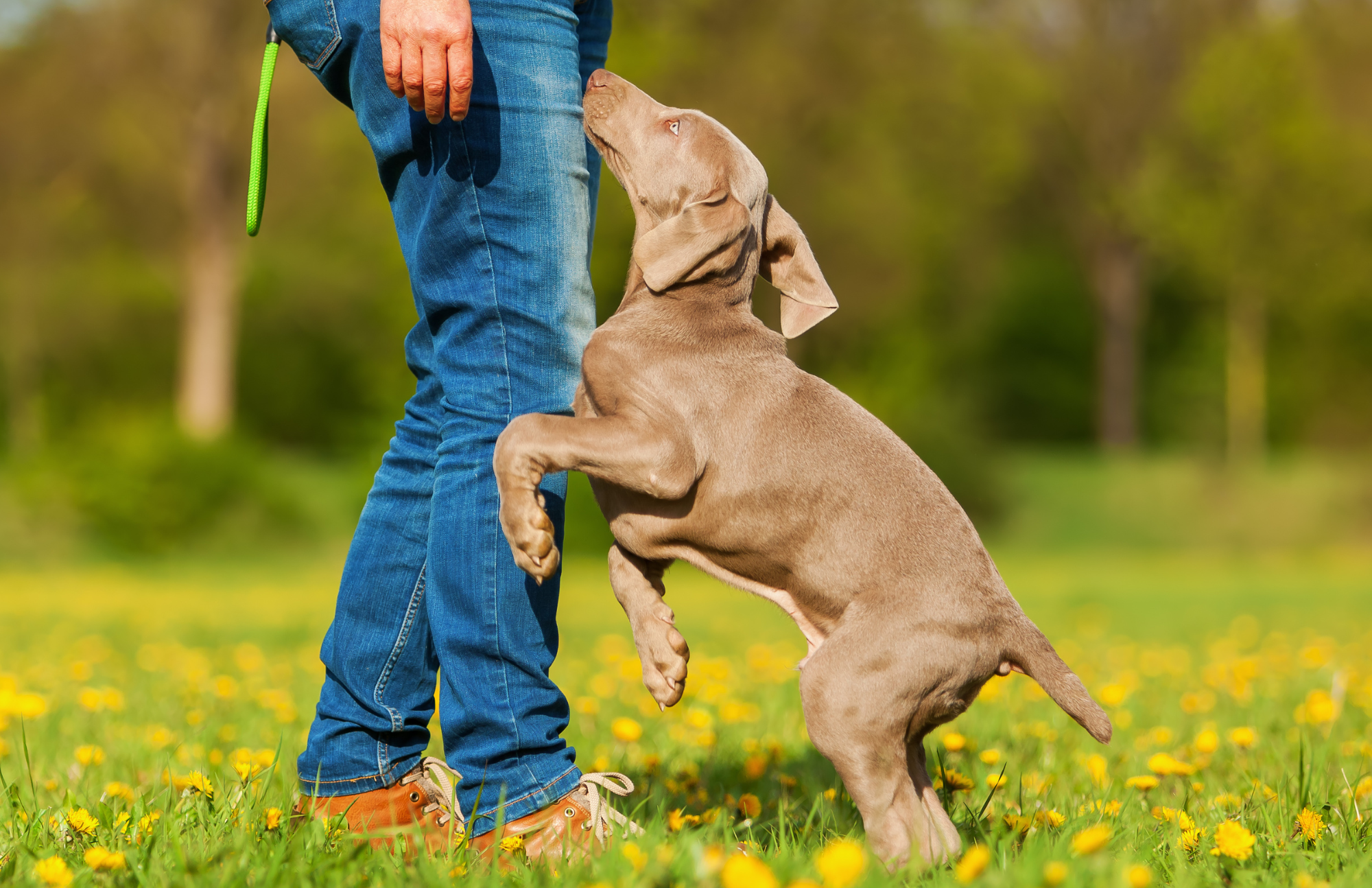 Tired of your puppy not listening? Why is my puppy so disobedient? - Puppy training tips for understanding and listening