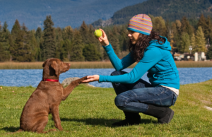 A heartwarming moment between a person and their puppy as they play ball, showcasing their special bond. What to do when you get frustrated with your puppy and your puppy training. Are some puppies smarter than others?