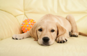 "Why won't my puppy relax?" Unraveling the challenges and providing solutions to help puppies settle and find their inner calm in this comprehensive guide.