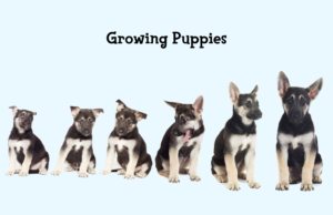 A row of growing puppies going through their puppy social maturity phase.