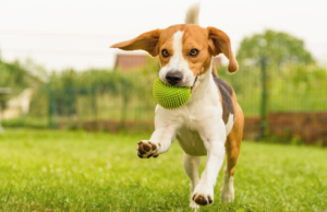 A puppy playing fetch, running with a ball in its mouth. Is 2 walks a day enough exercise for your puppy?