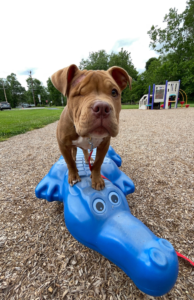 A puppy is using blue alligator playground equipment for exercise in puppy parkour training.