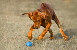 A puppy playing fetch with a blue ball in a field. Ever wonder, How Much Exercise Does My Puppy Need?